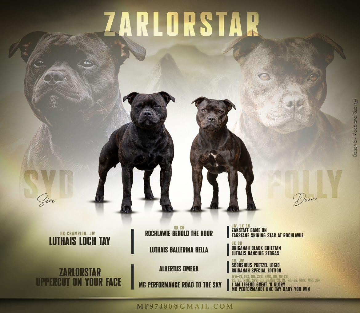 Bébés Zarlorstar en route !