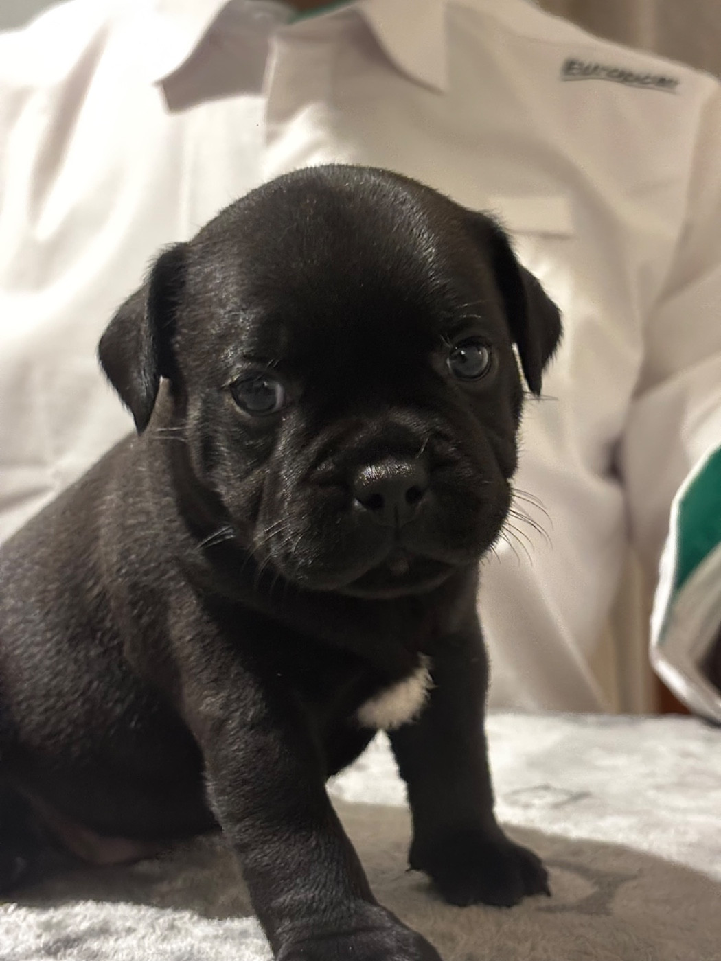 zarlorstar - Chiots disponibles - Staffordshire Bull Terrier