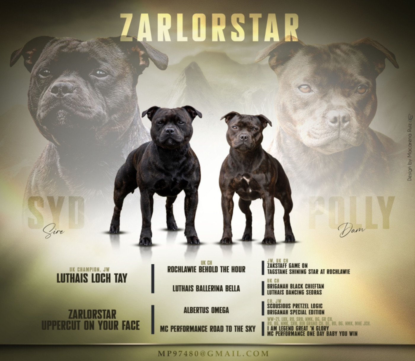 Chiot Staffordshire Bull Terrier zarlorstar