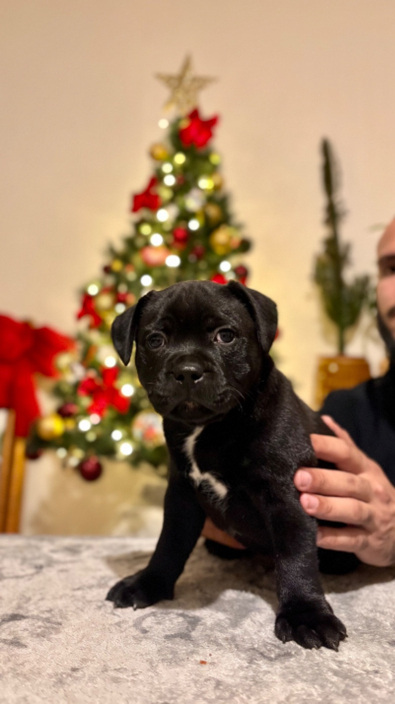 zarlorstar - Chiots disponibles - Staffordshire Bull Terrier