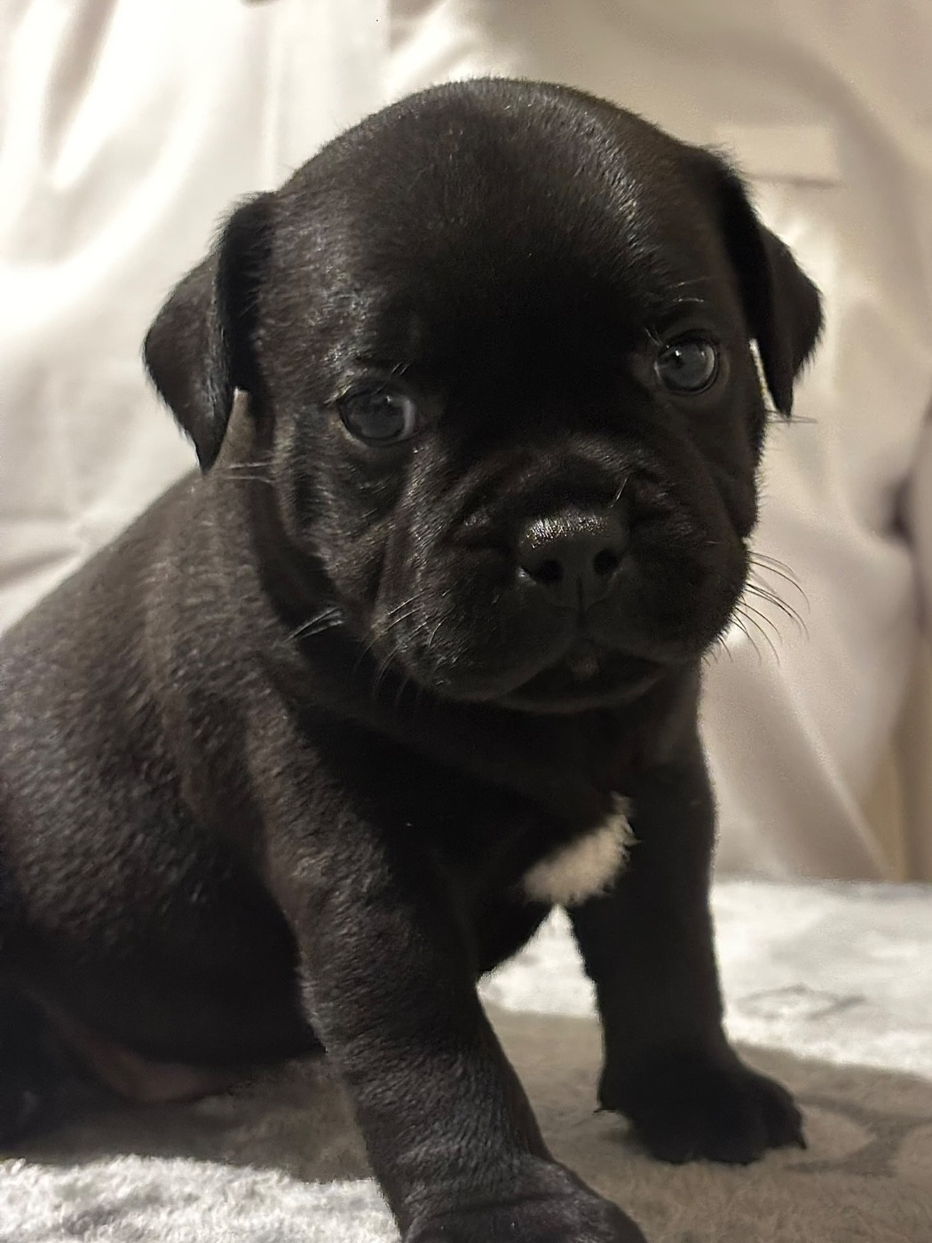 zarlorstar - Chiots disponibles - Staffordshire Bull Terrier